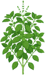 Basil