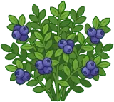 Blueberry