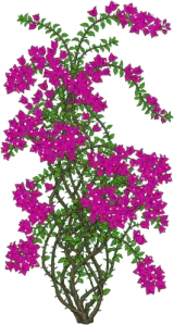 Bougainvillea