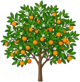 Calamondin