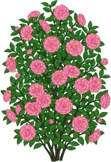 Camellia