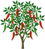 Chilli