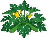Courgette