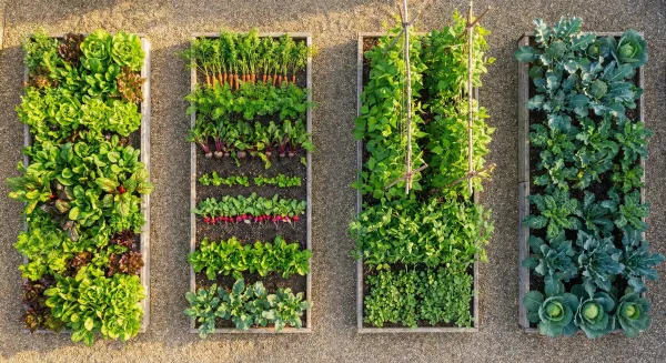 Crop Rotation Planning for Home Gardens