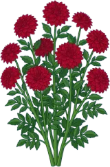 Dahlia