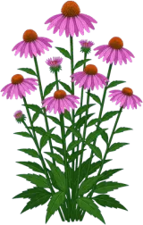 Echinacea