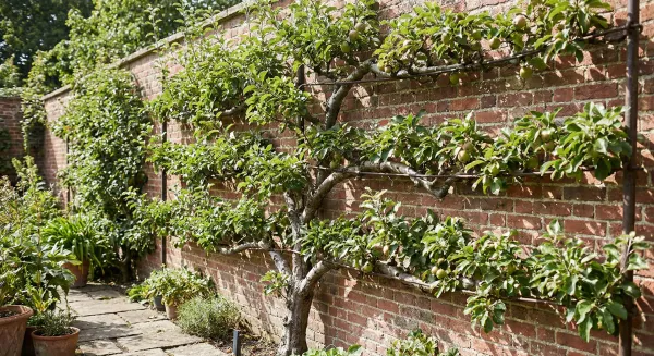 Espalier Fruit Tree Training: A Practical Guide