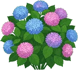 Hydrangea