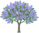 Jacaranda