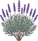 Lavender