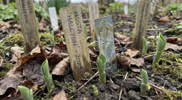 How to Track Perennial Plants in Your Garden