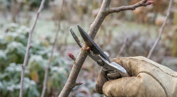 Close-up of a proper pruning cut on an apple branch made with sharp secateurs