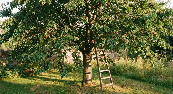 A cherry tree in summer with ripe fruit and full green canopy