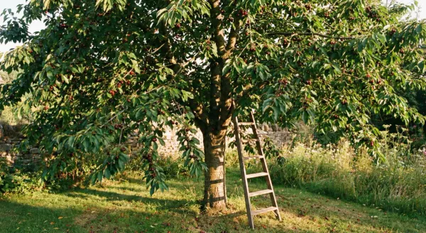 A cherry tree in summer with ripe fruit and full green canopy