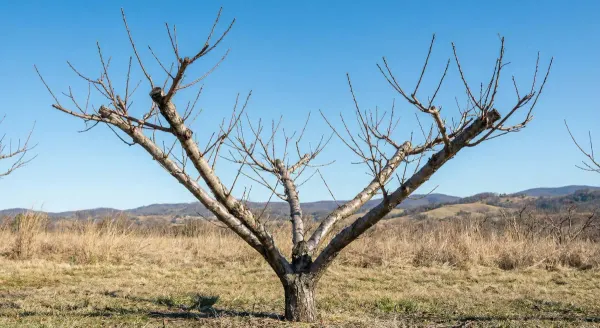 A peach tree pruned into an open vase shape with three main scaffold branches