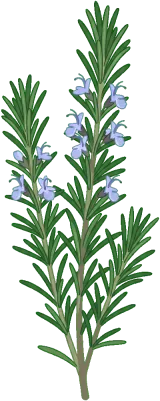 Rosemary