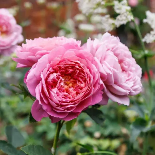 Once-flowering shrub rose showing species rose characteristics