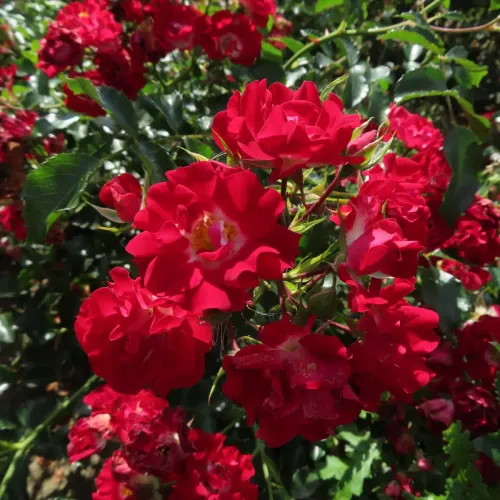 Rambling rose showing vigorous growth and flexible stems