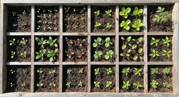 Overhead view of a square foot garden grid with different vegetables planted in each square