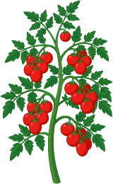 Tomato