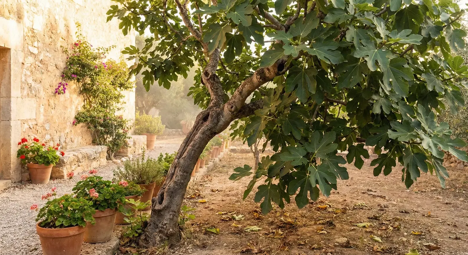 When to Prune Fig Trees: Timing Guide
