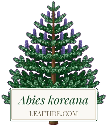 Abies koreana