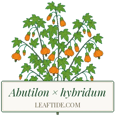 Abutilon × hybridum