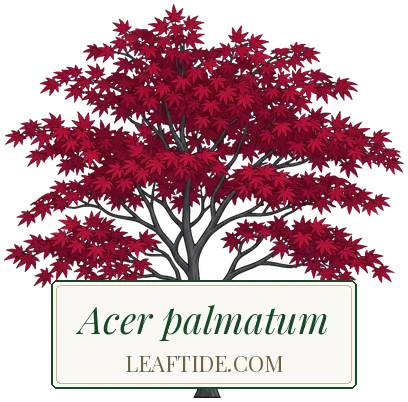 Acer palmatum