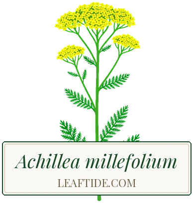 Achillea millefolium