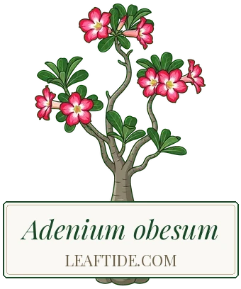 Adenium obesum