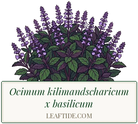 Ocimum kilimandscharicum x basilicum