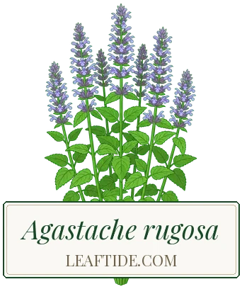 Agastache rugosa