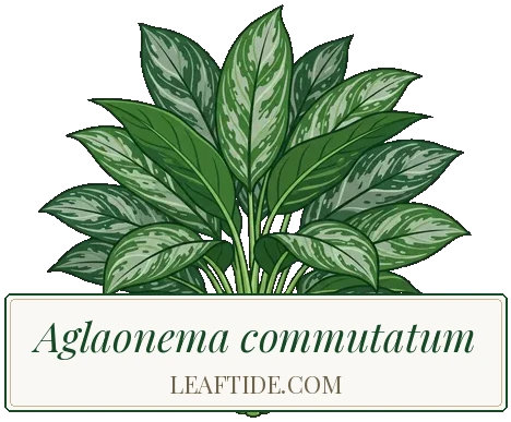 Aglaonema commutatum