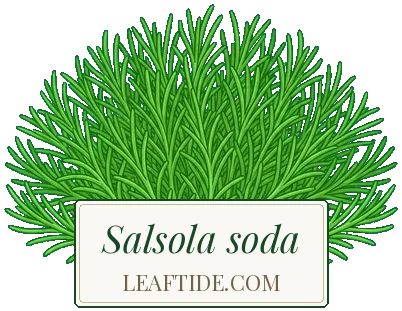 Salsola soda