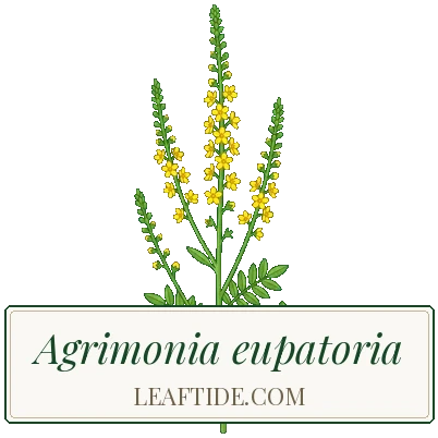 Agrimonia eupatoria