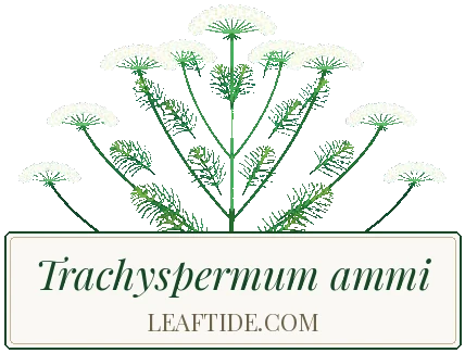 Trachyspermum ammi