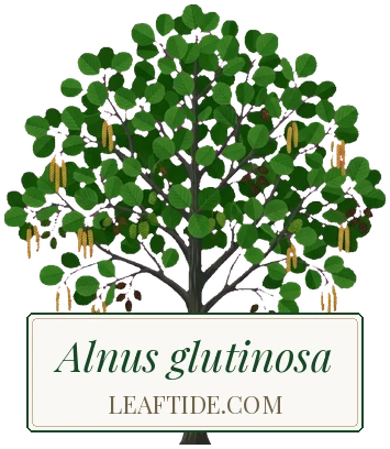 Alnus glutinosa