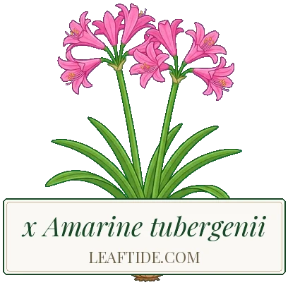 x Amarine tubergenii