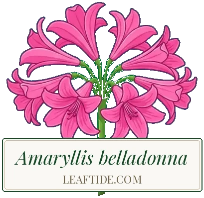 Amaryllis belladonna