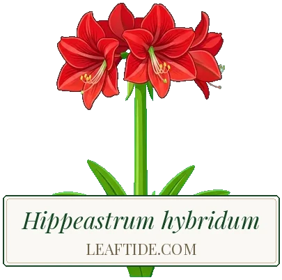 Hippeastrum hybridum