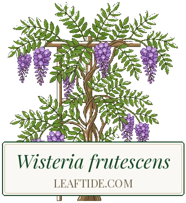 Wisteria frutescens