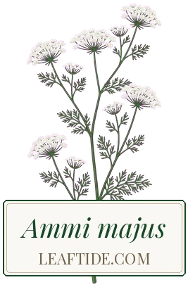 Ammi majus