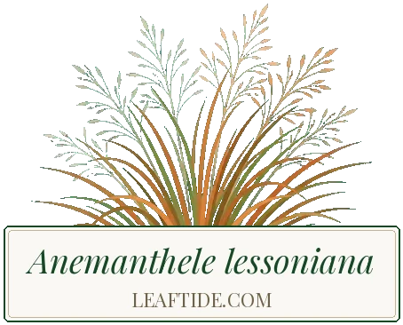 Anemanthele lessoniana