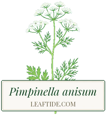 Pimpinella anisum