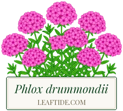 Phlox drummondii