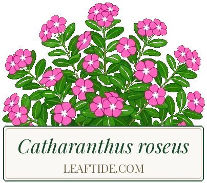Catharanthus roseus