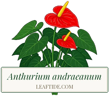 Anthurium andraeanum