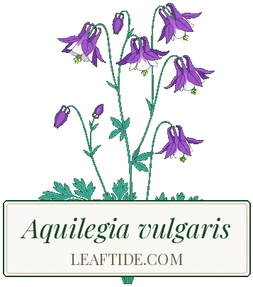 Aquilegia vulgaris