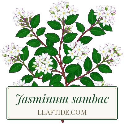 Jasminum sambac