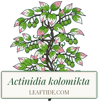 Actinidia kolomikta